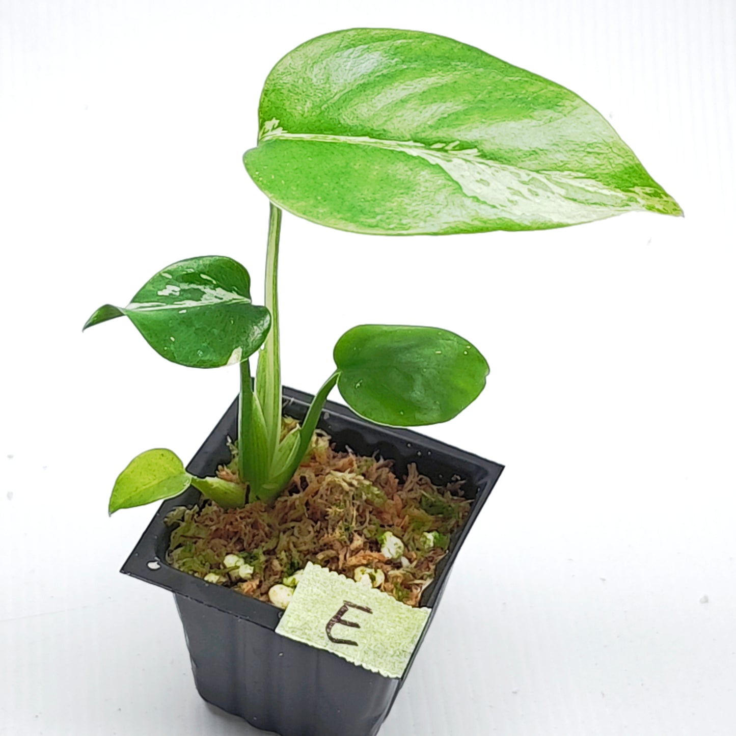 Monstera Bulbasaur
