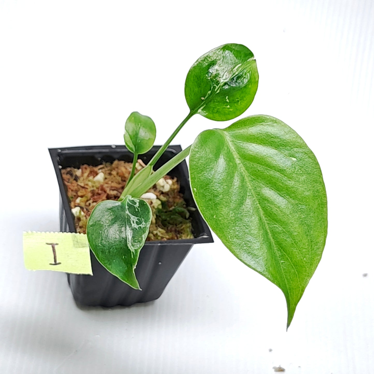 Monstera Bulbasaur