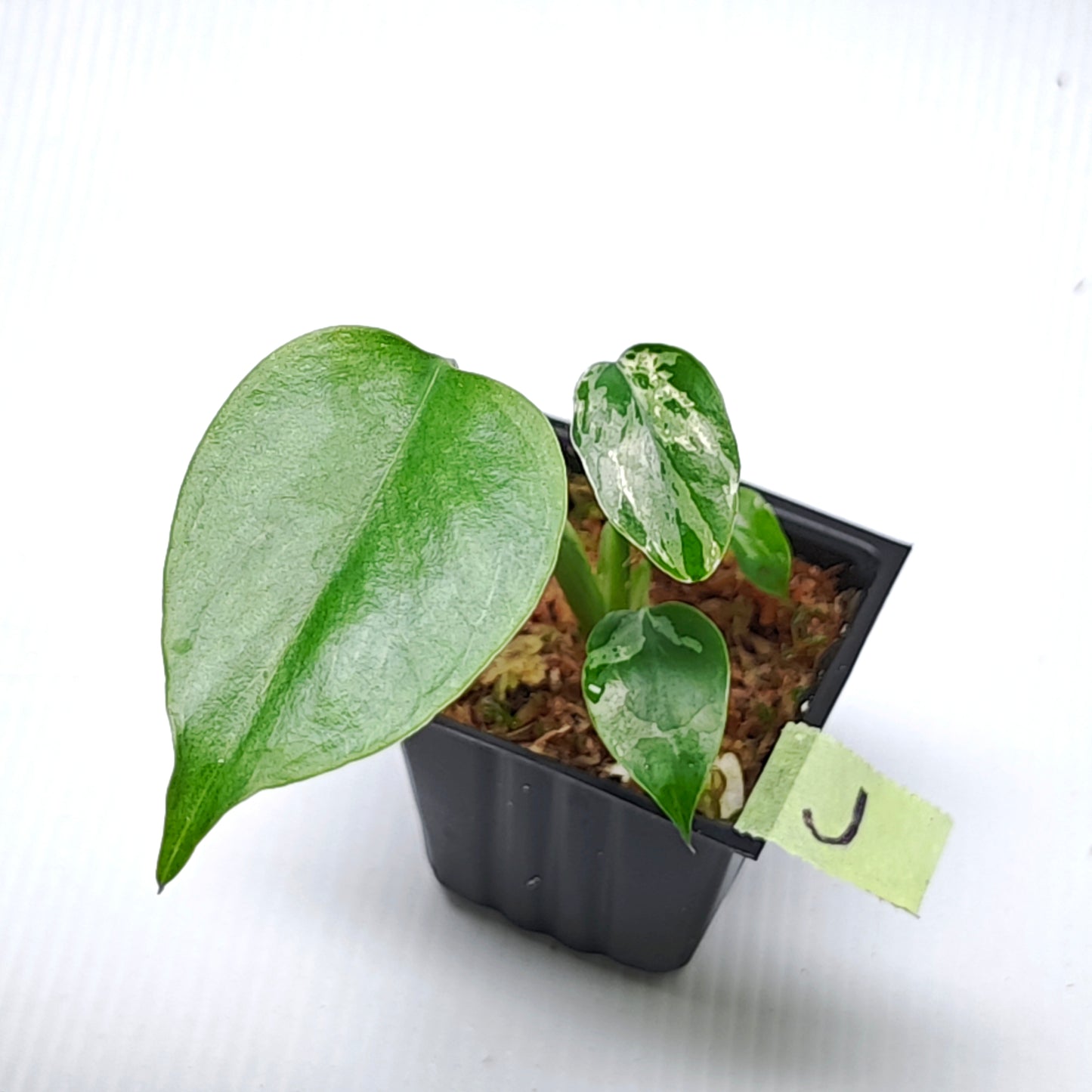 Monstera Bulbasaur