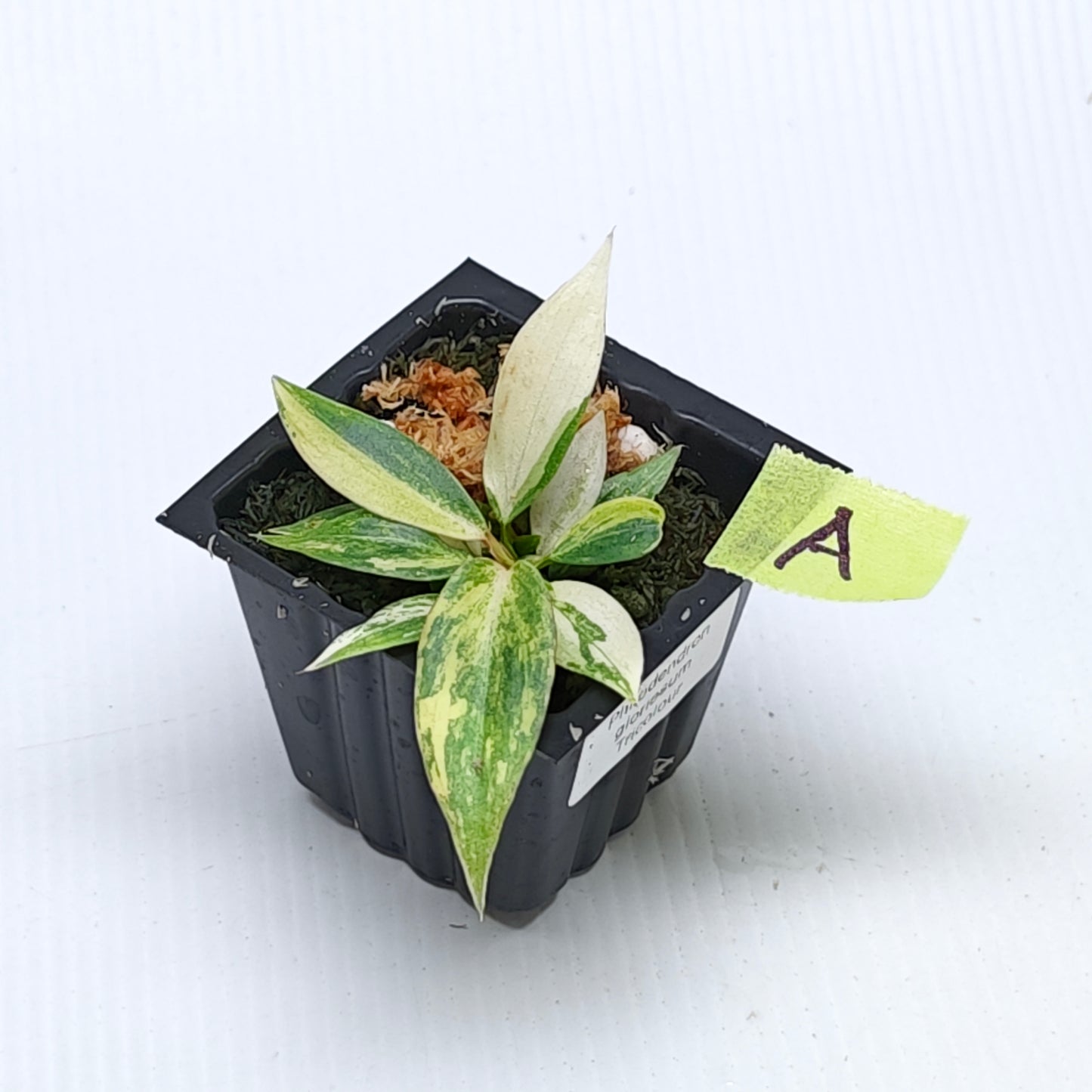 Philodendron gloriosum Tricolour Variegated