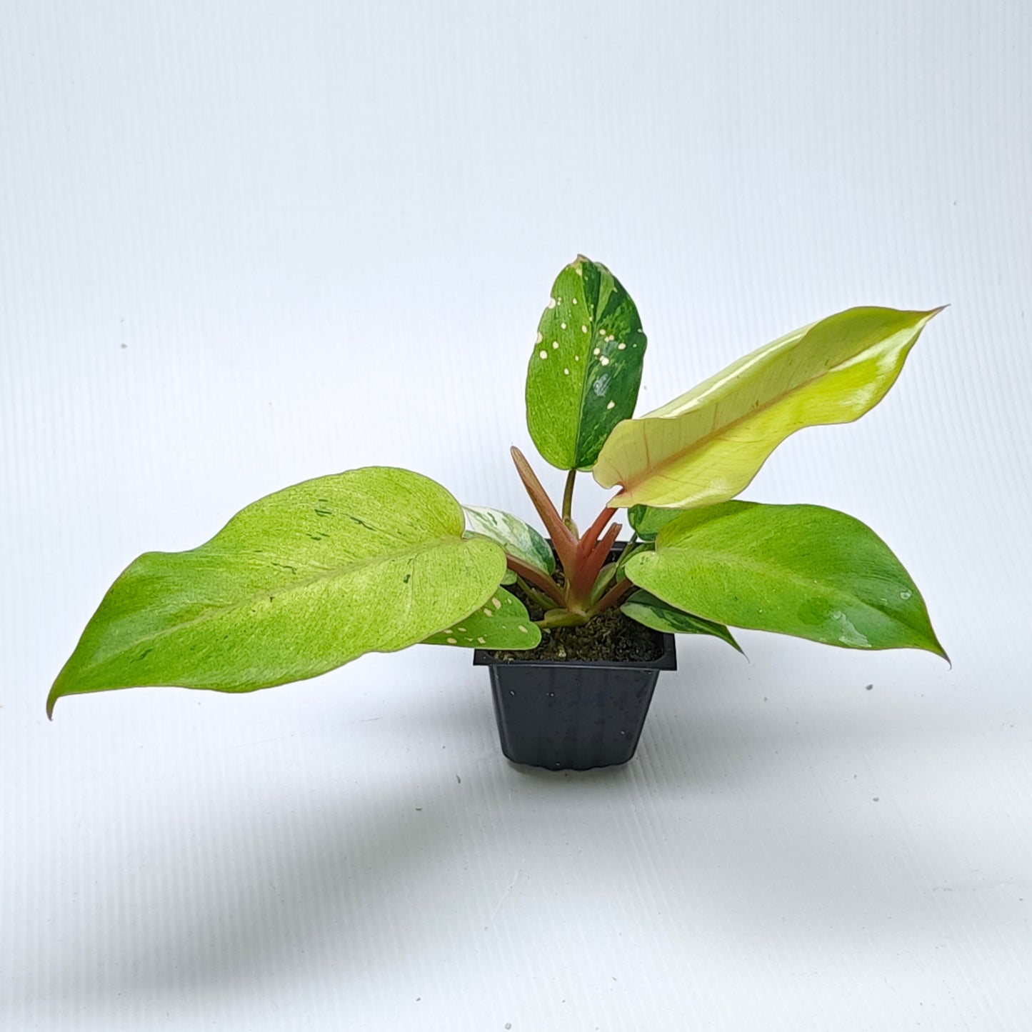 Philodendron Snowdrift