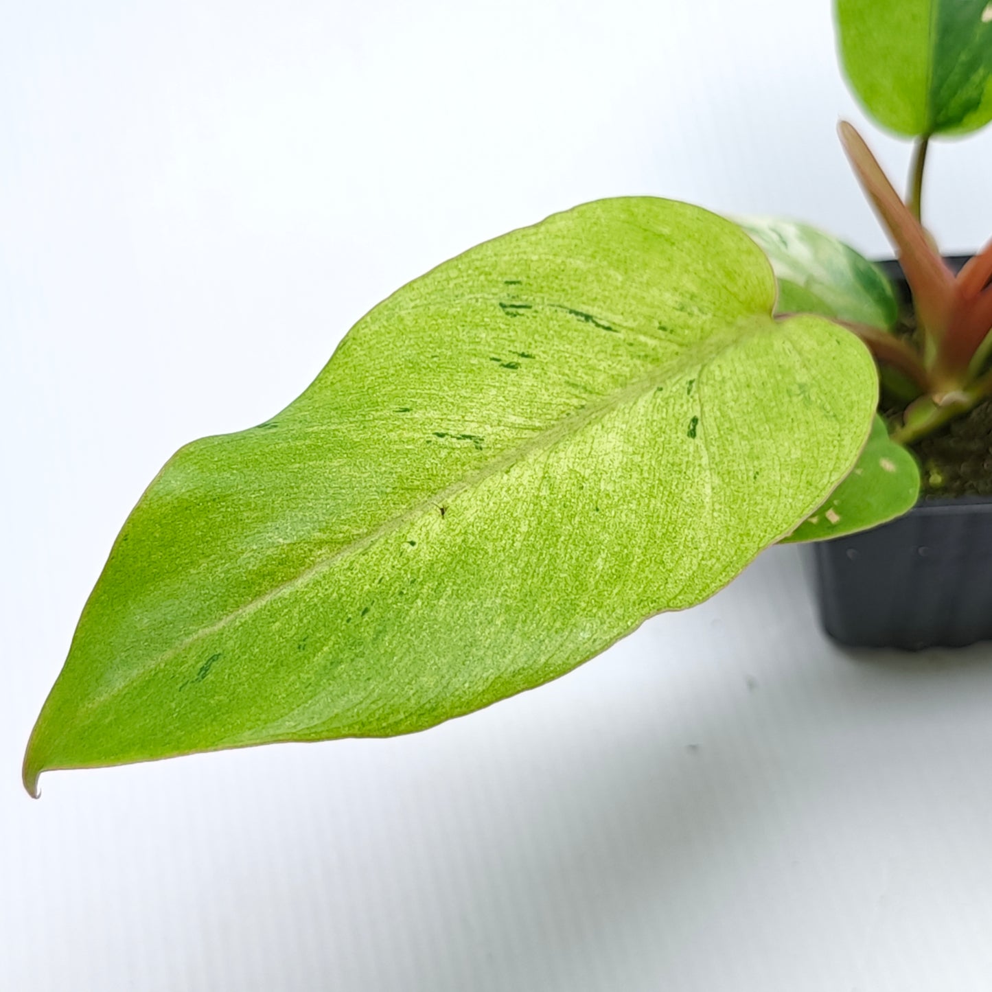 Philodendron Snowdrift