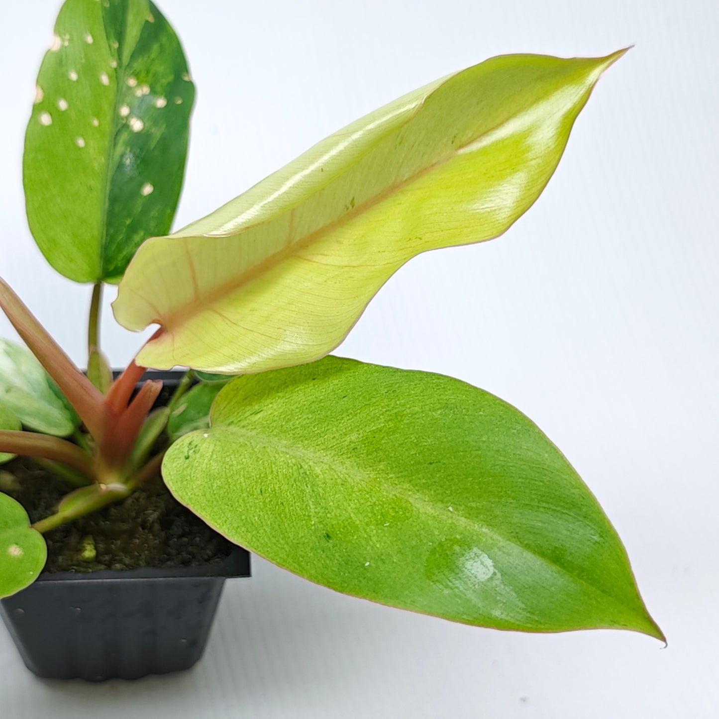 Philodendron Snowdrift