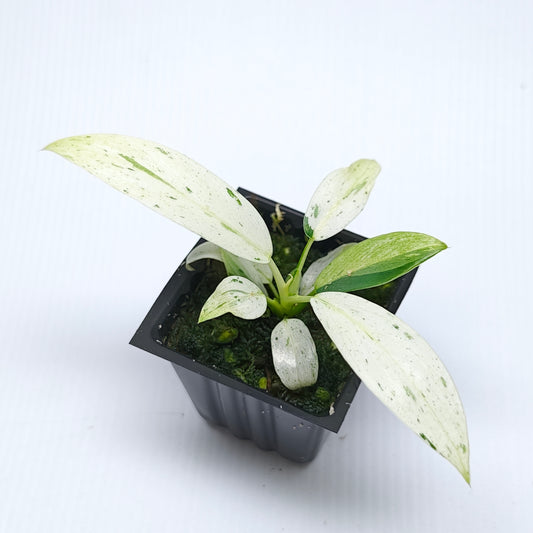 Philodendron Whipple Way