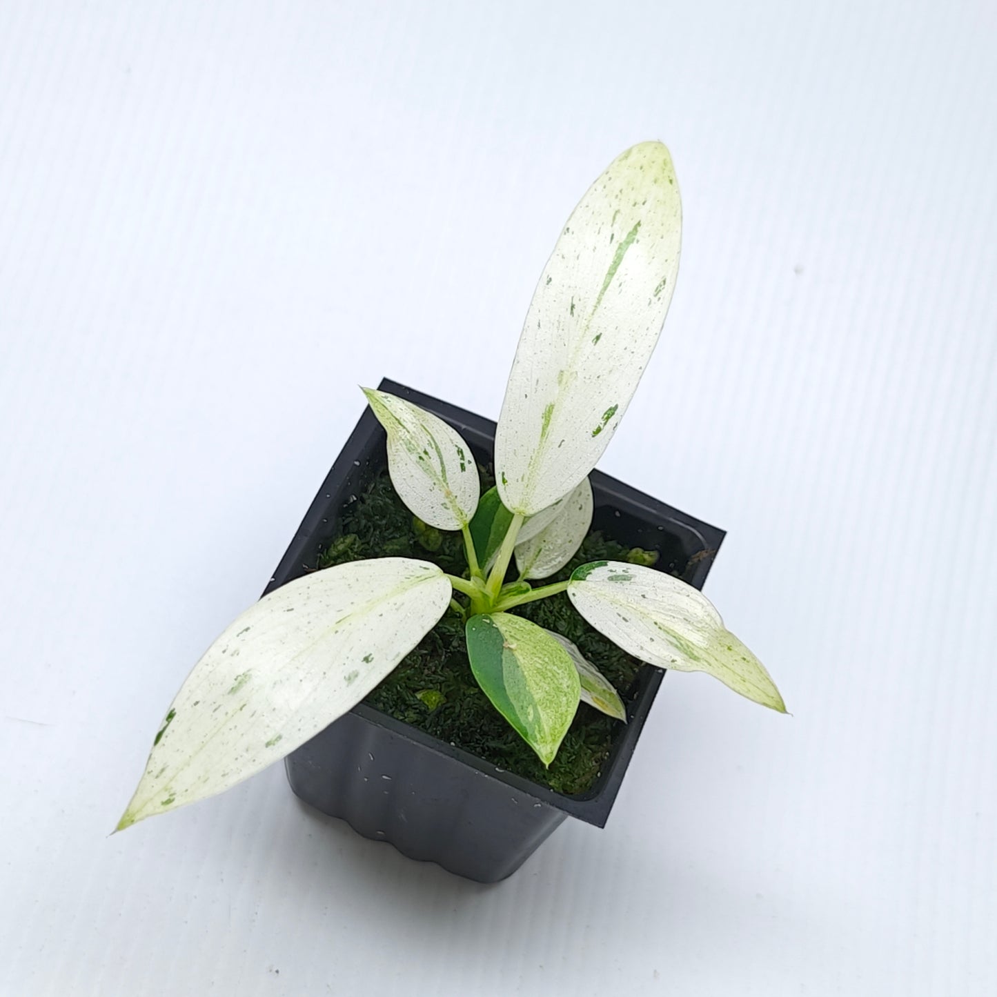 Philodendron Whipple Way