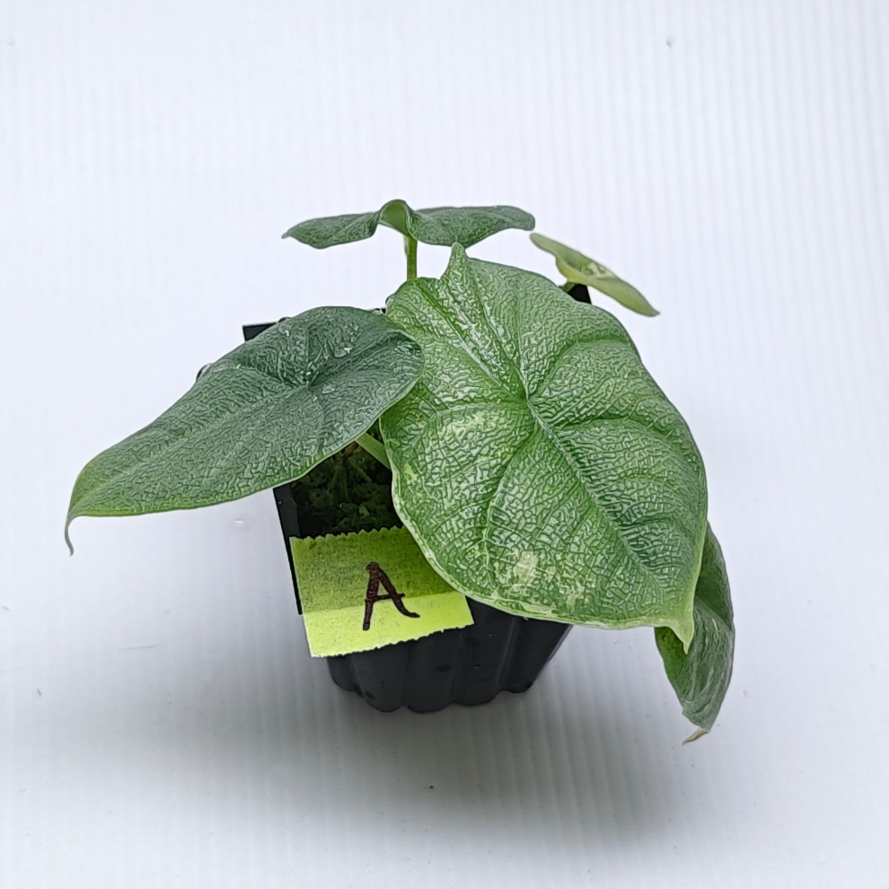 Alocasia melo Albo variegated – Flora Magnifica Australia