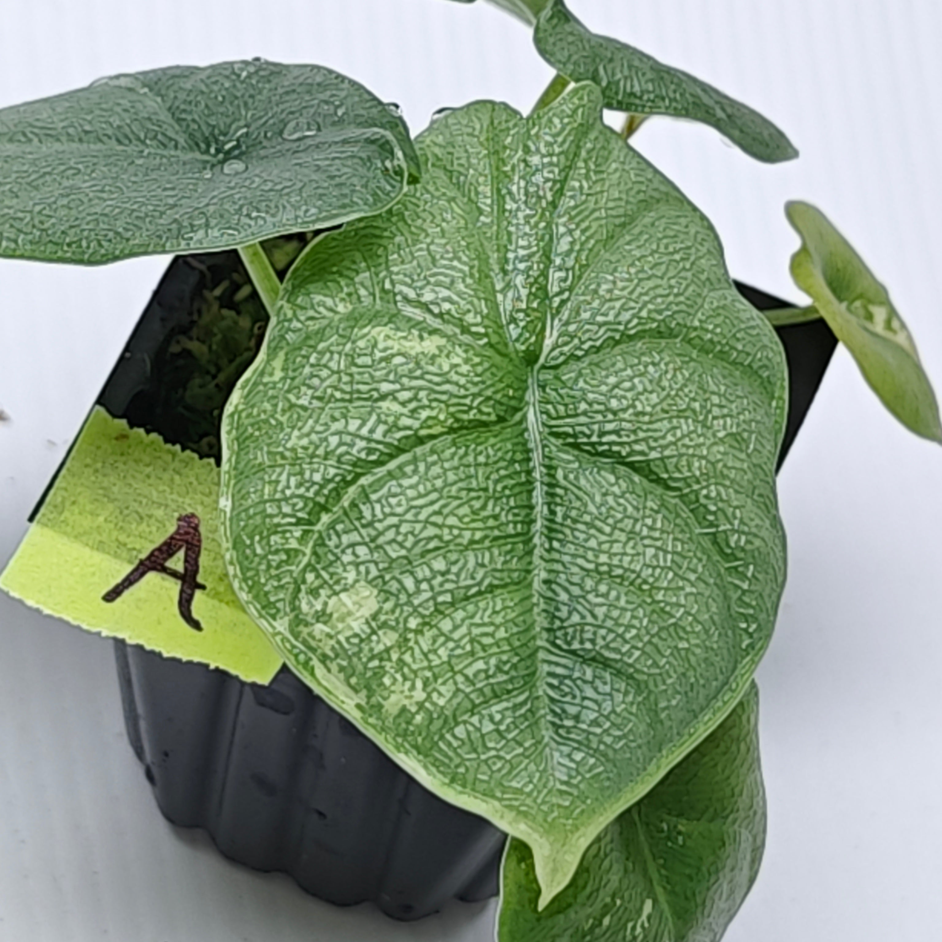Alocasia melo Albo variegated – Flora Magnifica Australia