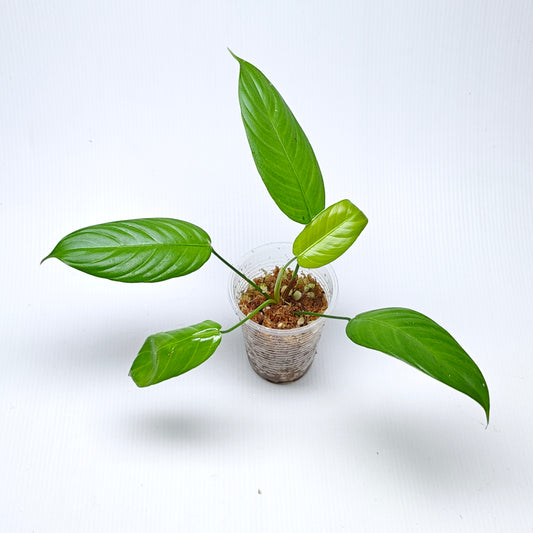 Philodendron scherberichii