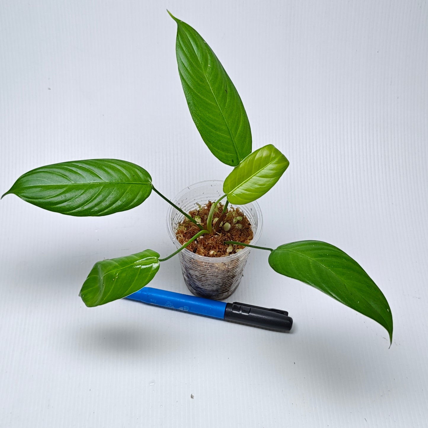 Philodendron scherberichii