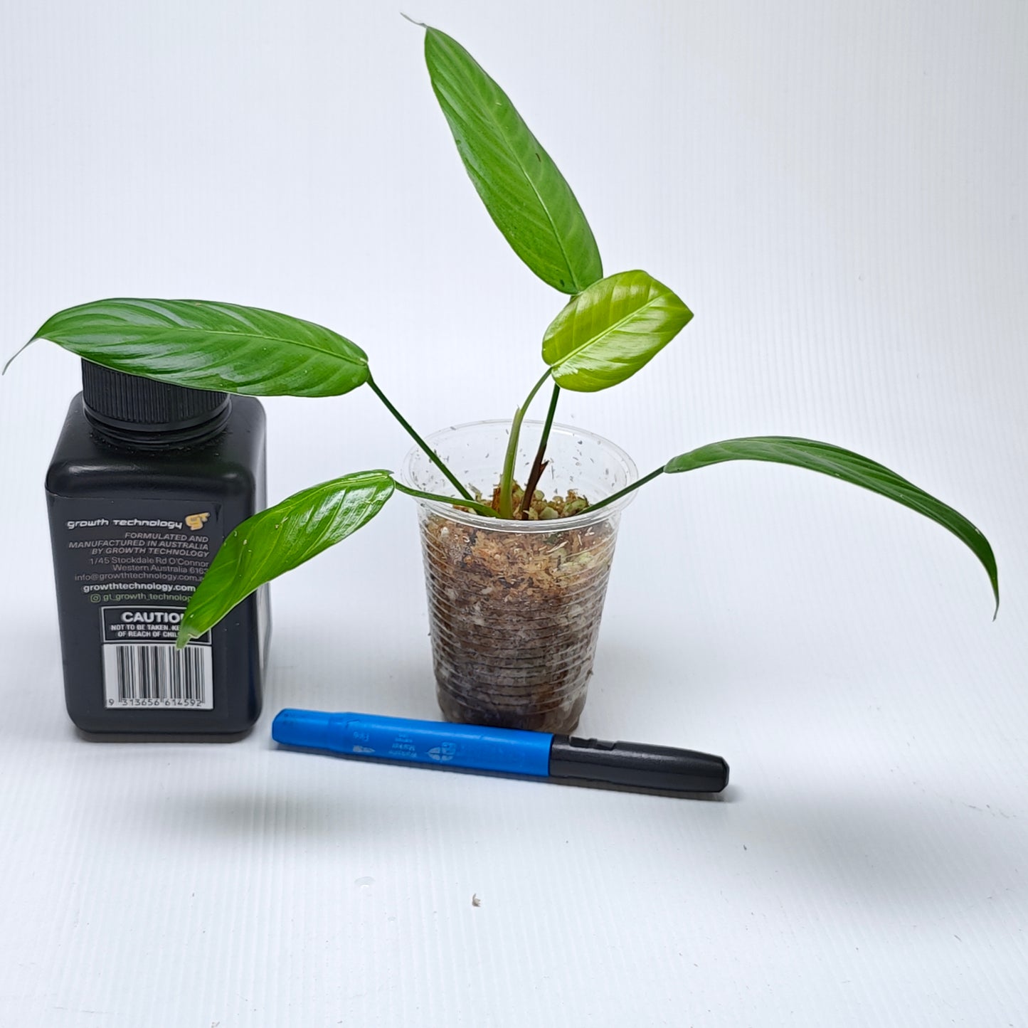 Philodendron scherberichii