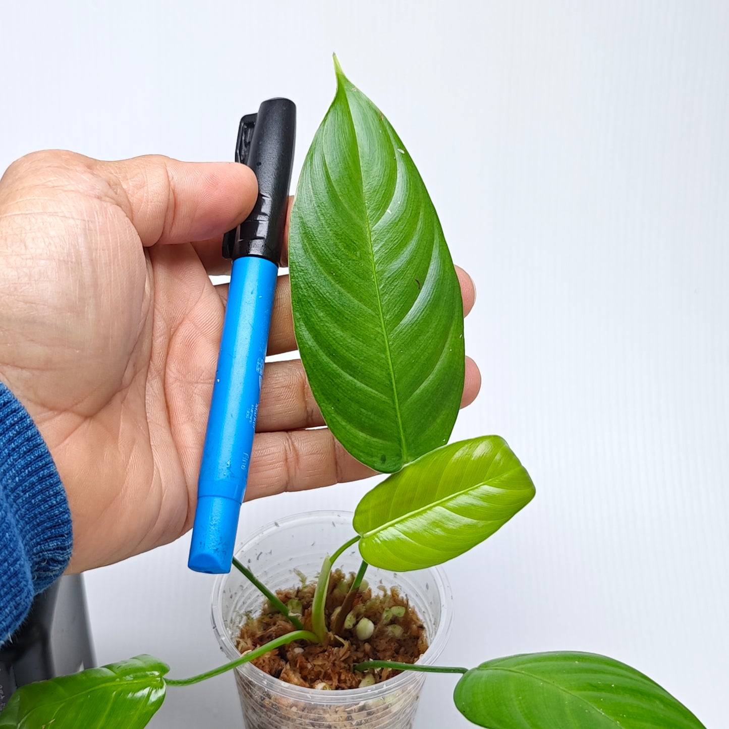 Philodendron scherberichii