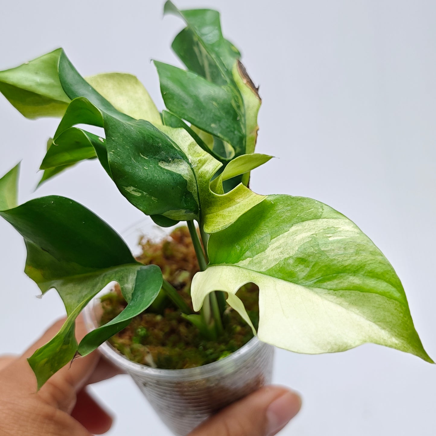 Rhaphidophora tetrasperma Albo