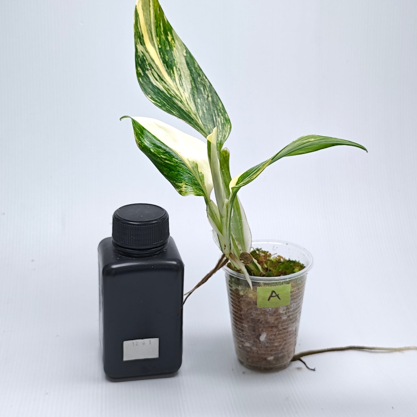 Monstera standleyana aurea variegated