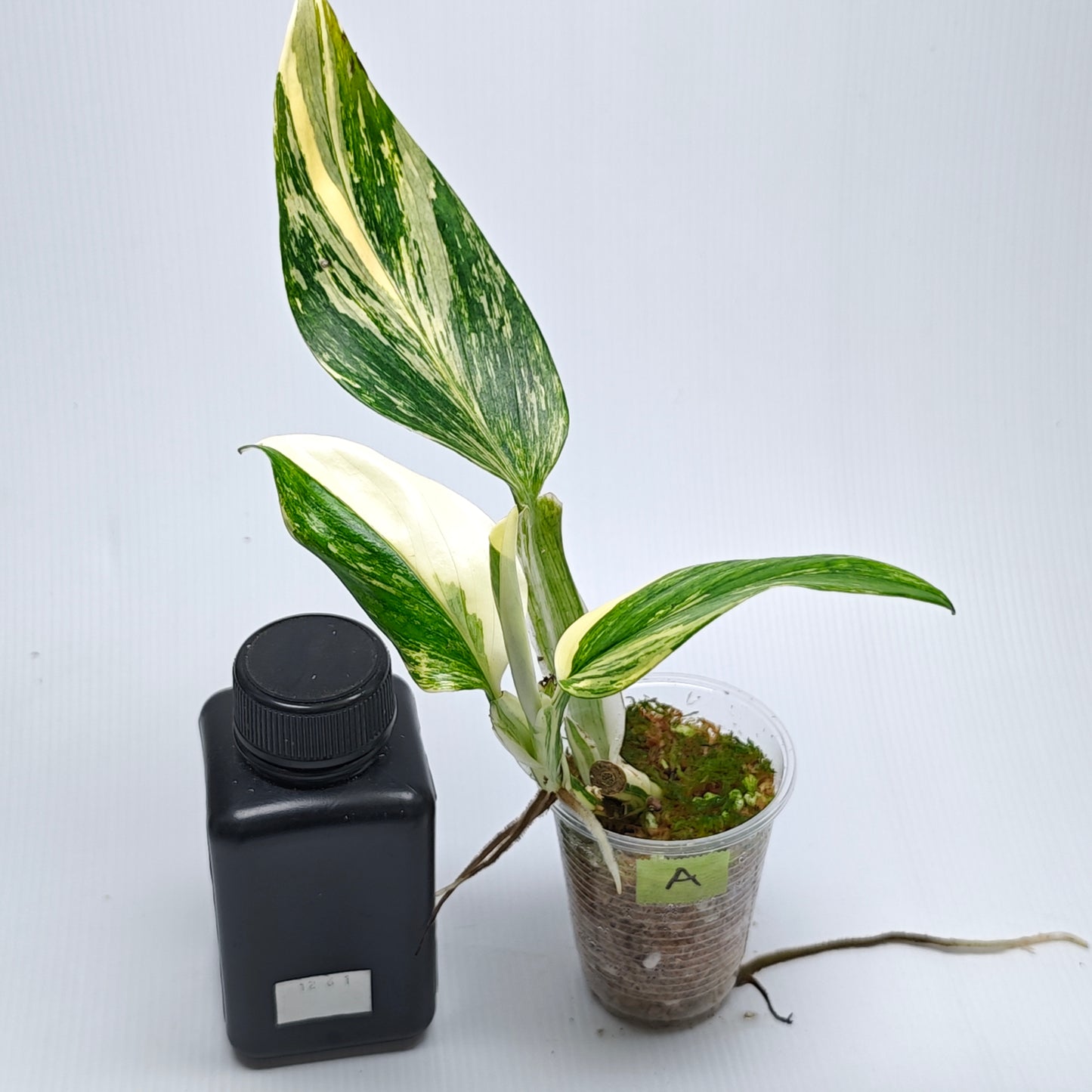 Monstera standleyana aurea variegated
