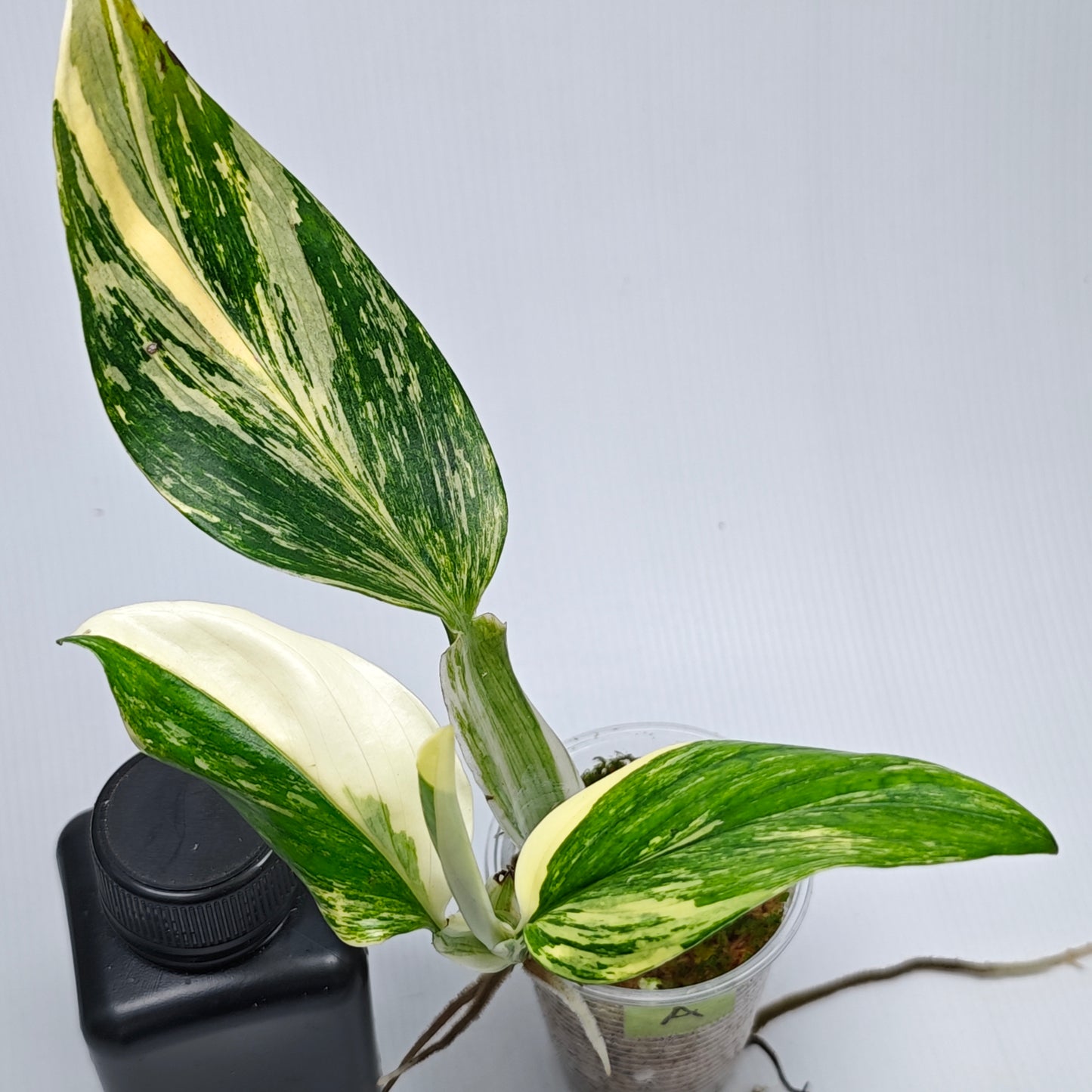 Monstera standleyana aurea variegated