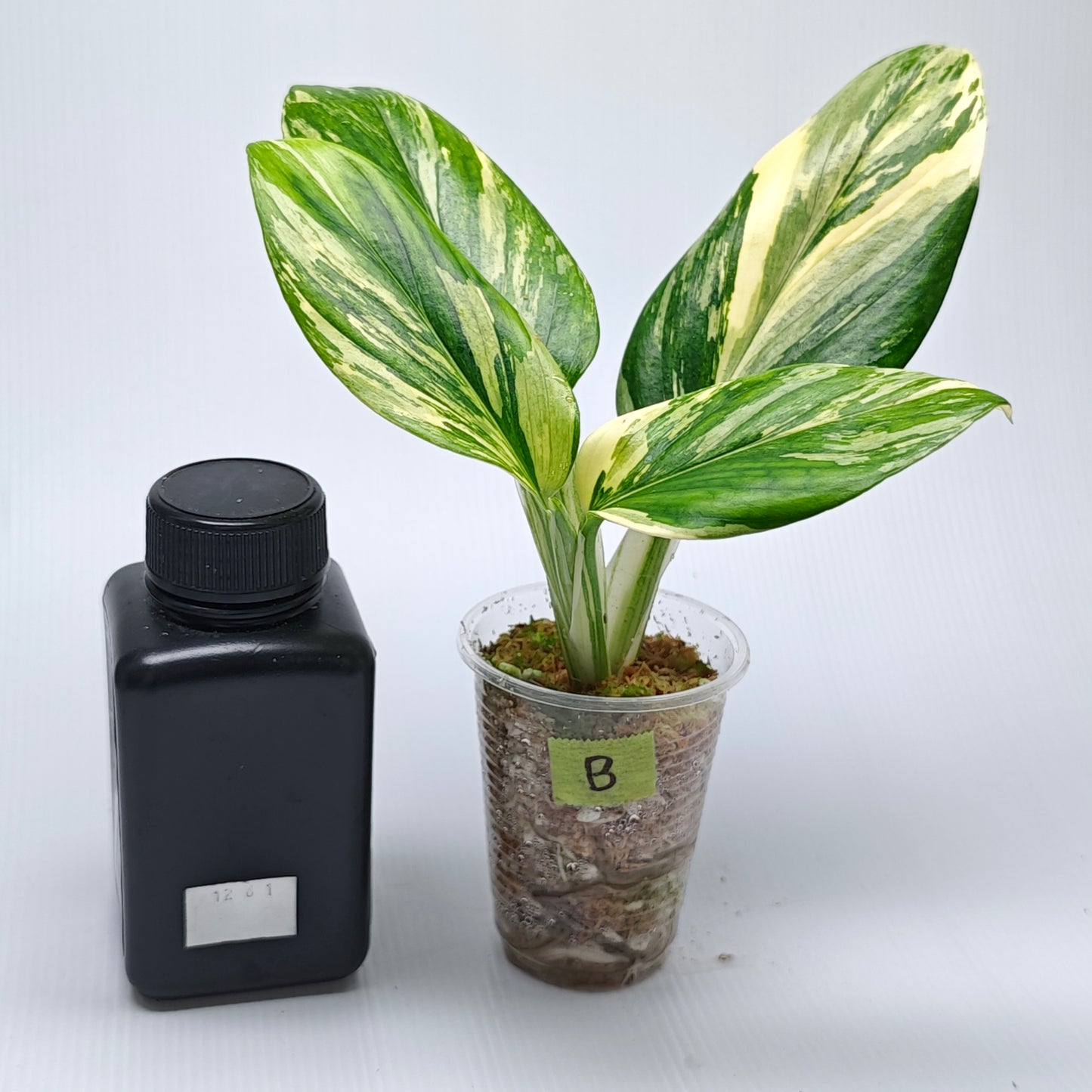 Monstera standleyana aurea variegated