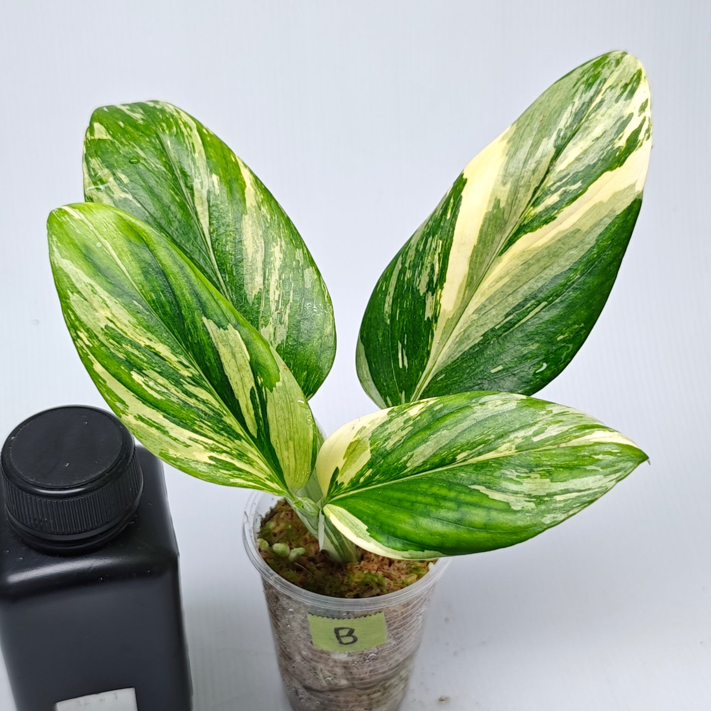 Monstera standleyana aurea variegated