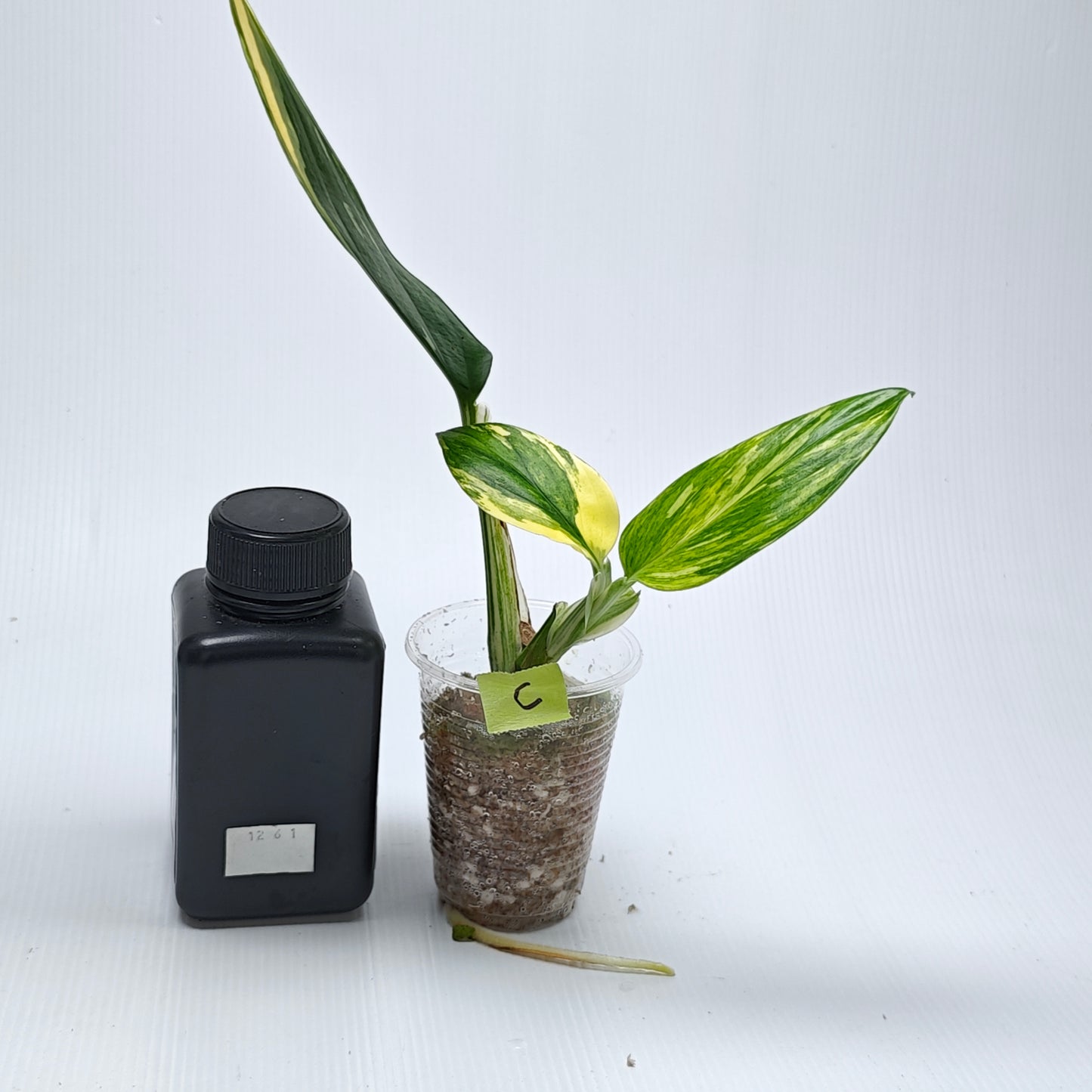 Monstera standleyana aurea variegated