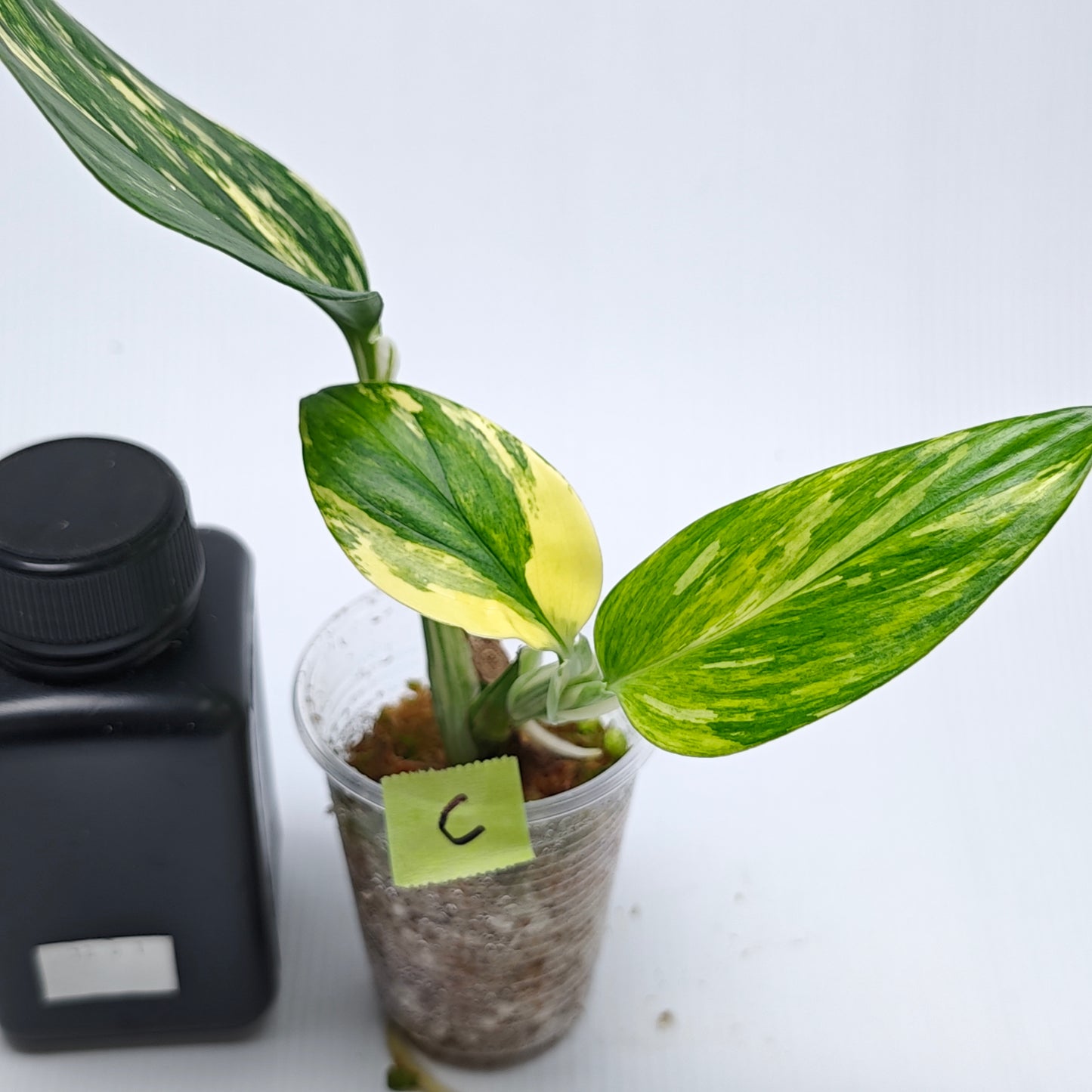 Monstera standleyana aurea variegated