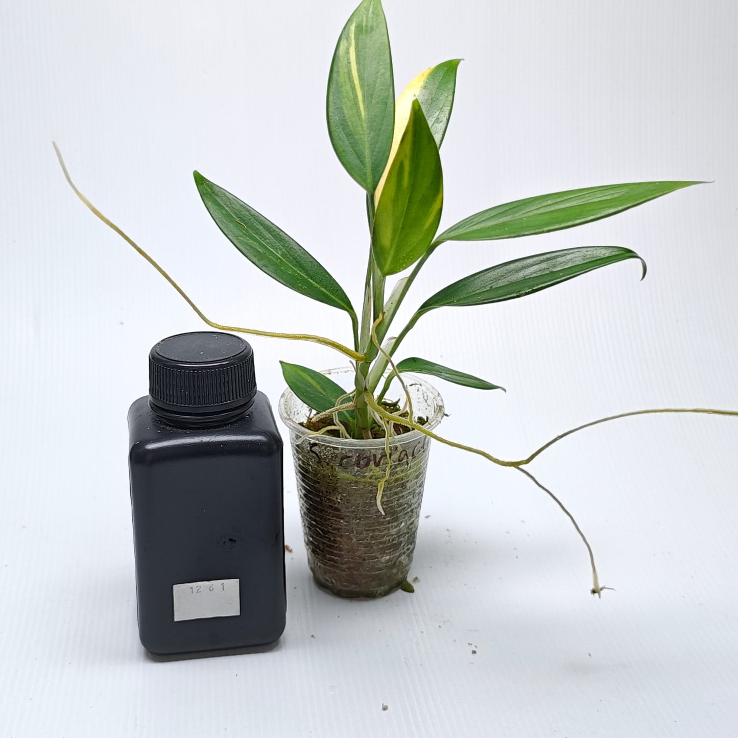 Scindapsus coriaceus Aurea Variegated