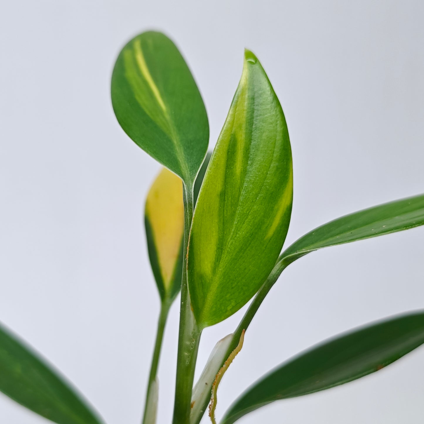 Scindapsus coriaceus Aurea Variegated
