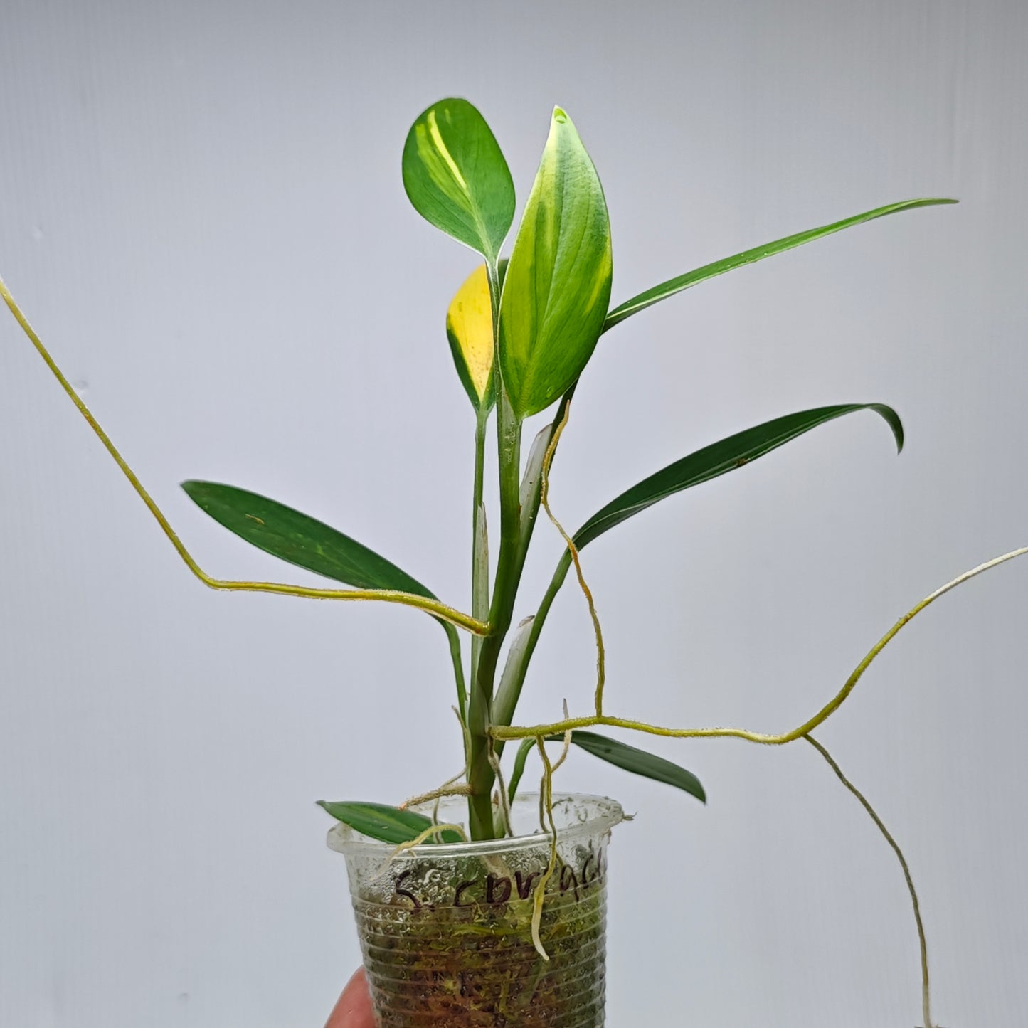 Scindapsus coriaceus Aurea Variegated