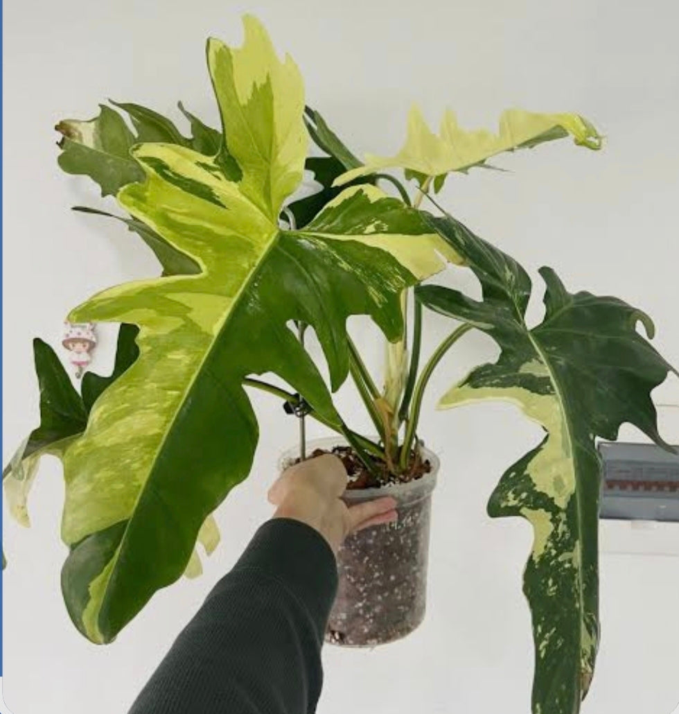 Philodendron Golden Dragon Variegated (1plant/bag) - Tissue culture