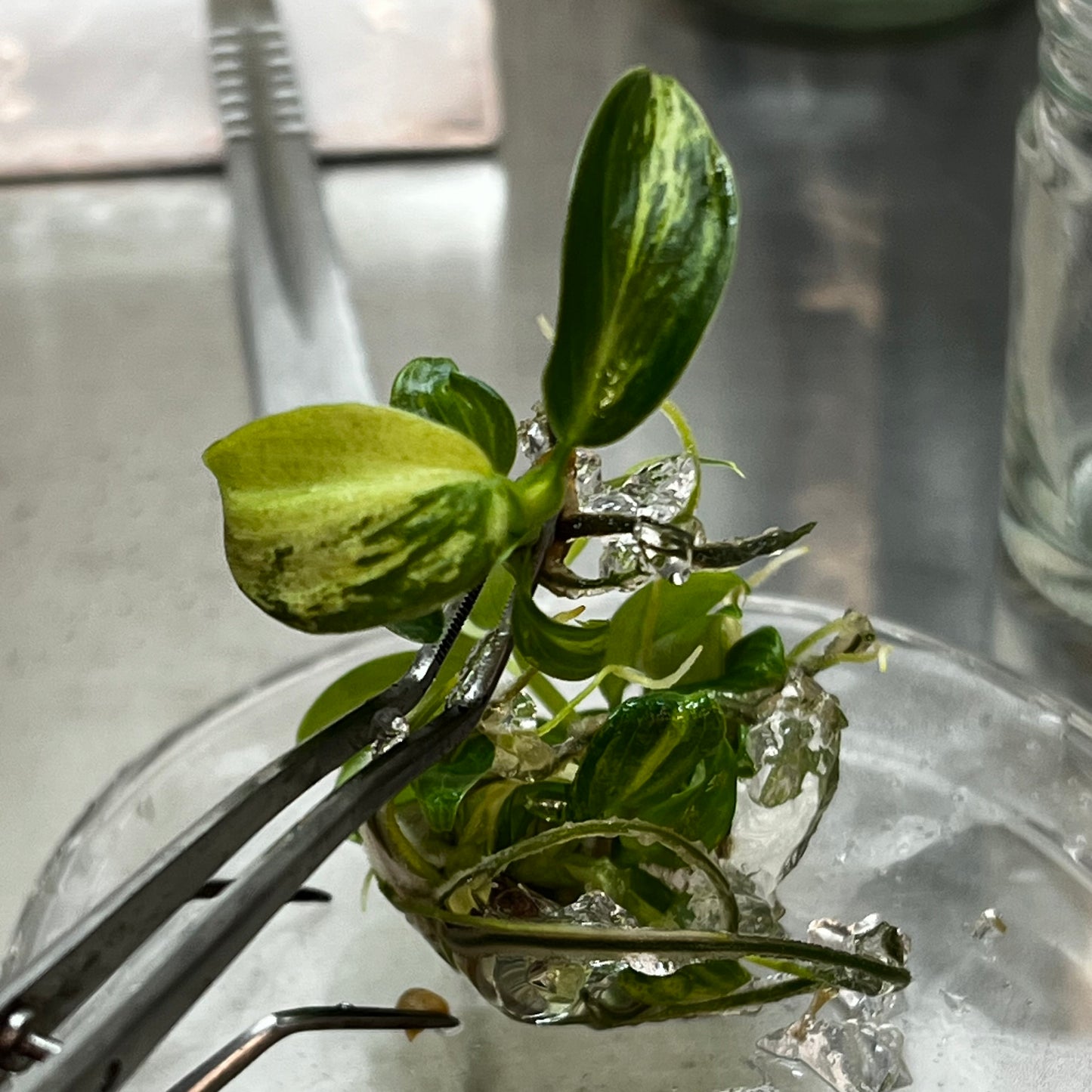 Philodendron melanochrysum variegated (1plant/flask)