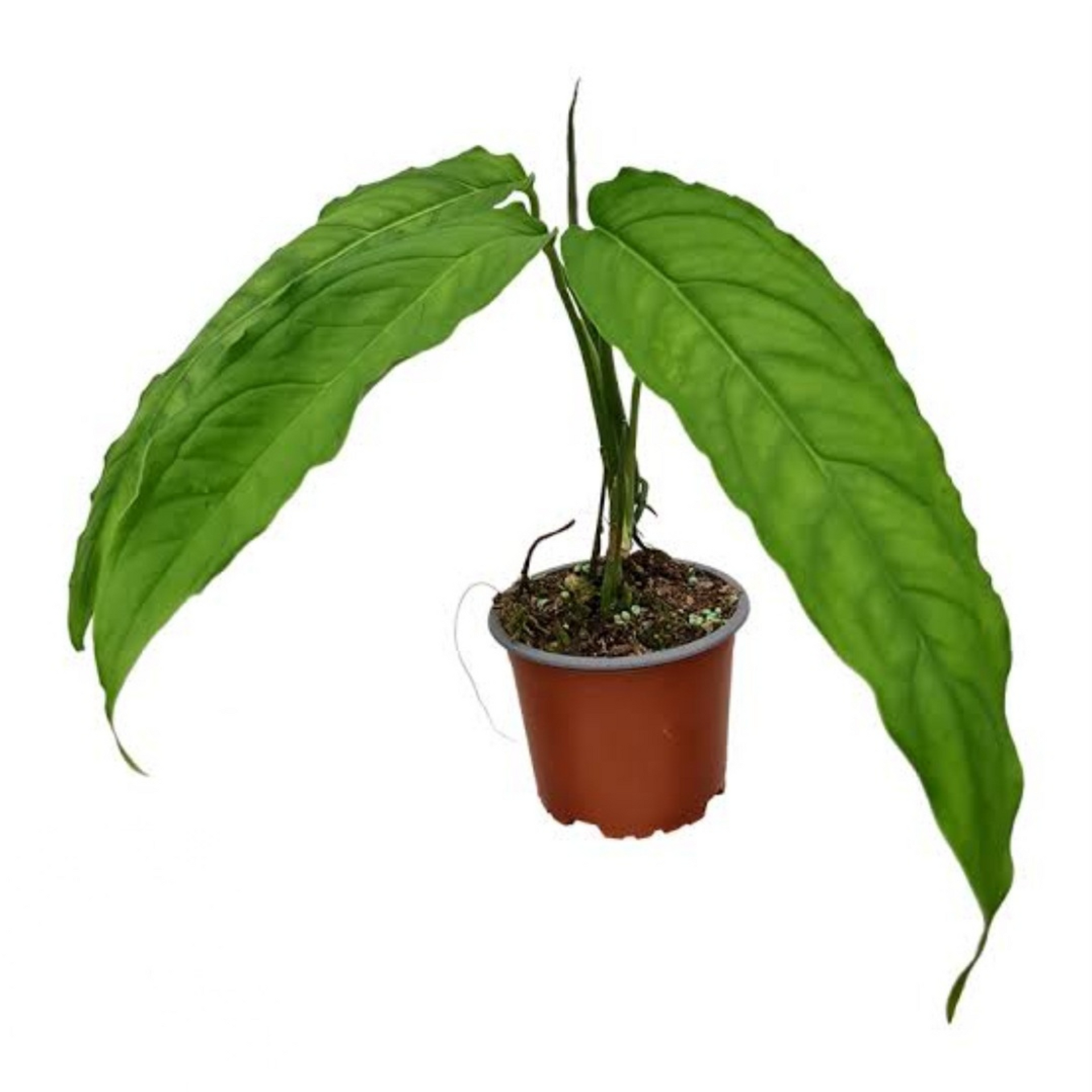 Monstera obliqua Tiwintza Narrow – Flora Magnifica Australia