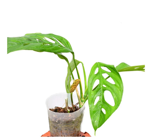 rare Monstera obliqua 'Yasuni' for sale in Perth Australia