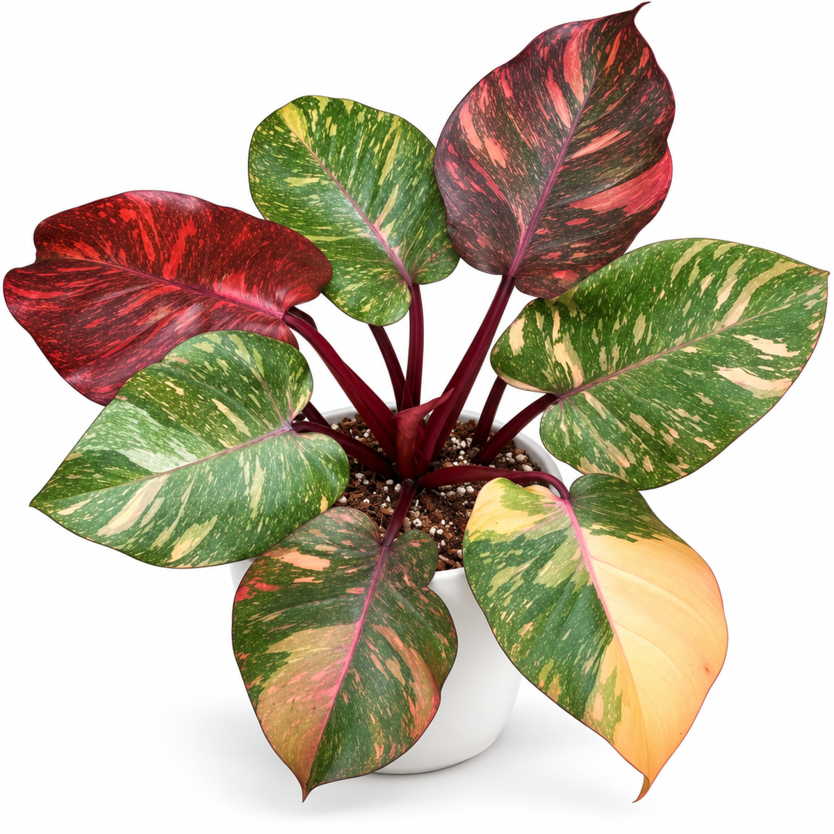 Philodendron Orange Princess (1plant/bag) - Tissue culture