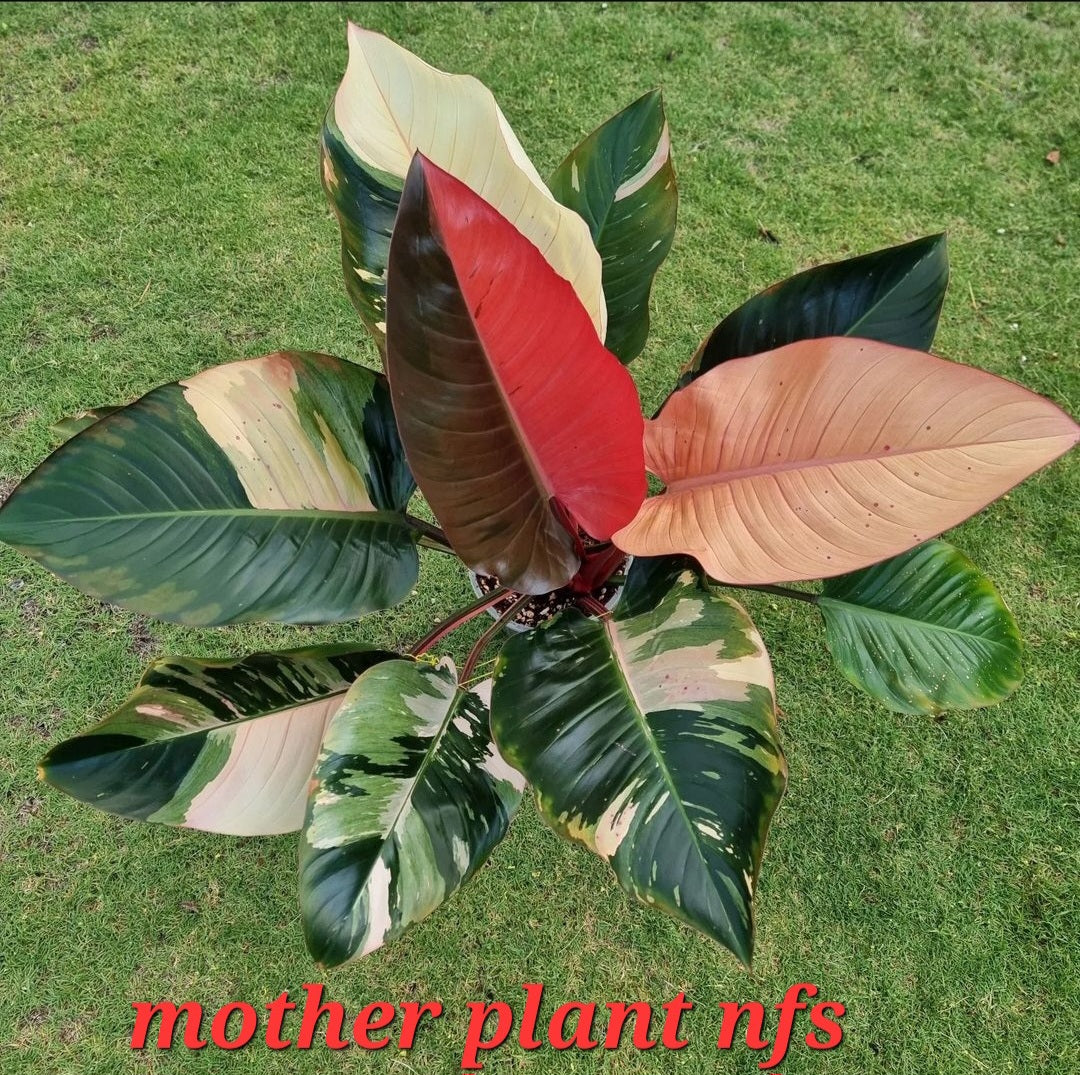 rare Philodendron Red congo variegated for sale in Perth Australia