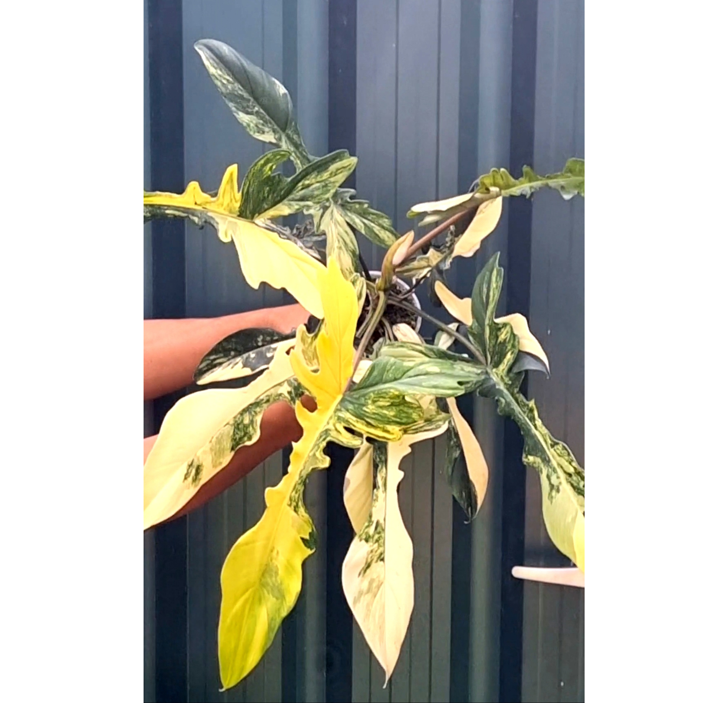 Philodendron Chaos