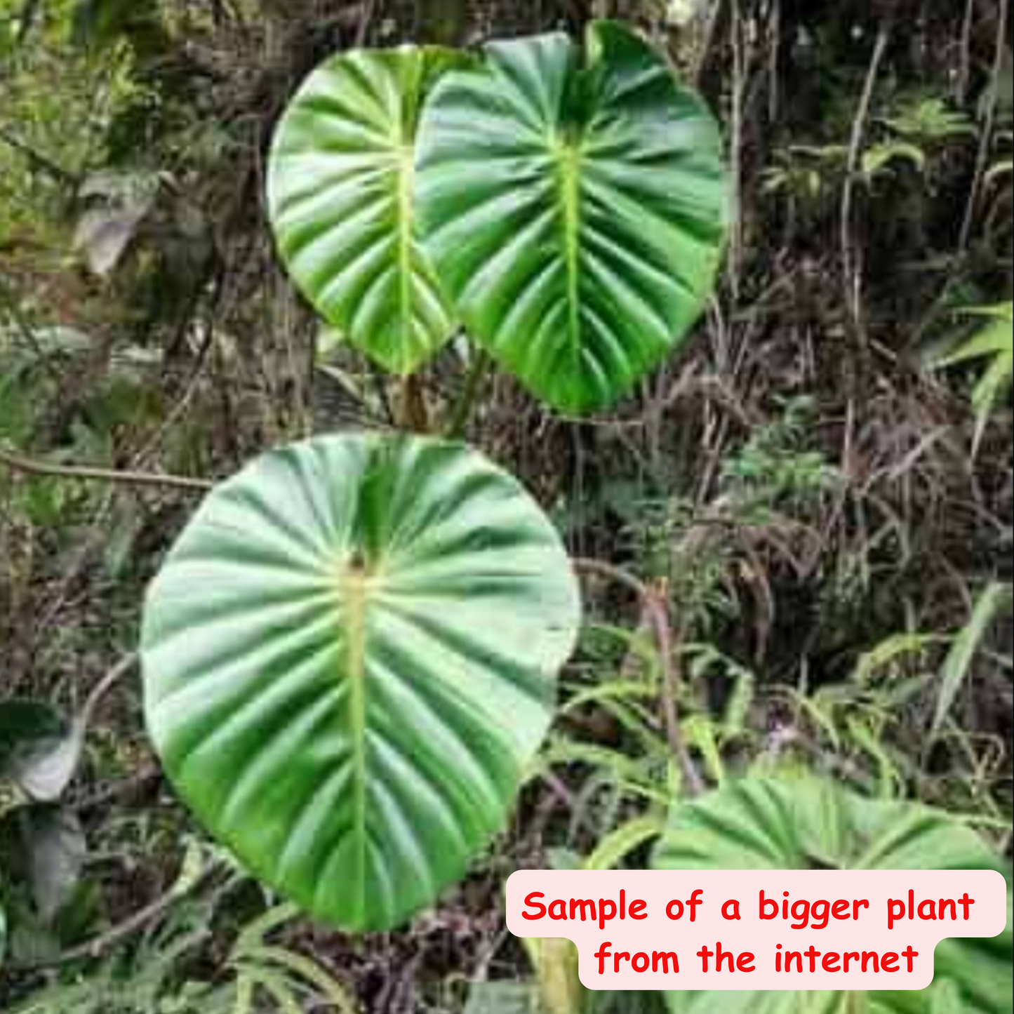 rare Philodendron gribianum for sale in Perth Australia