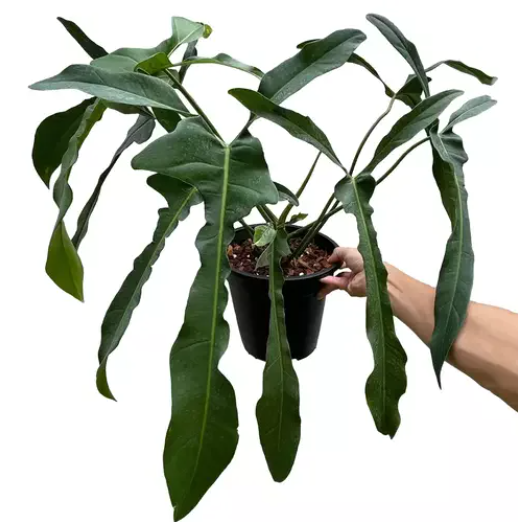 rare Philodendron longilobatum Lelano Miyano for sale in Perth Australia