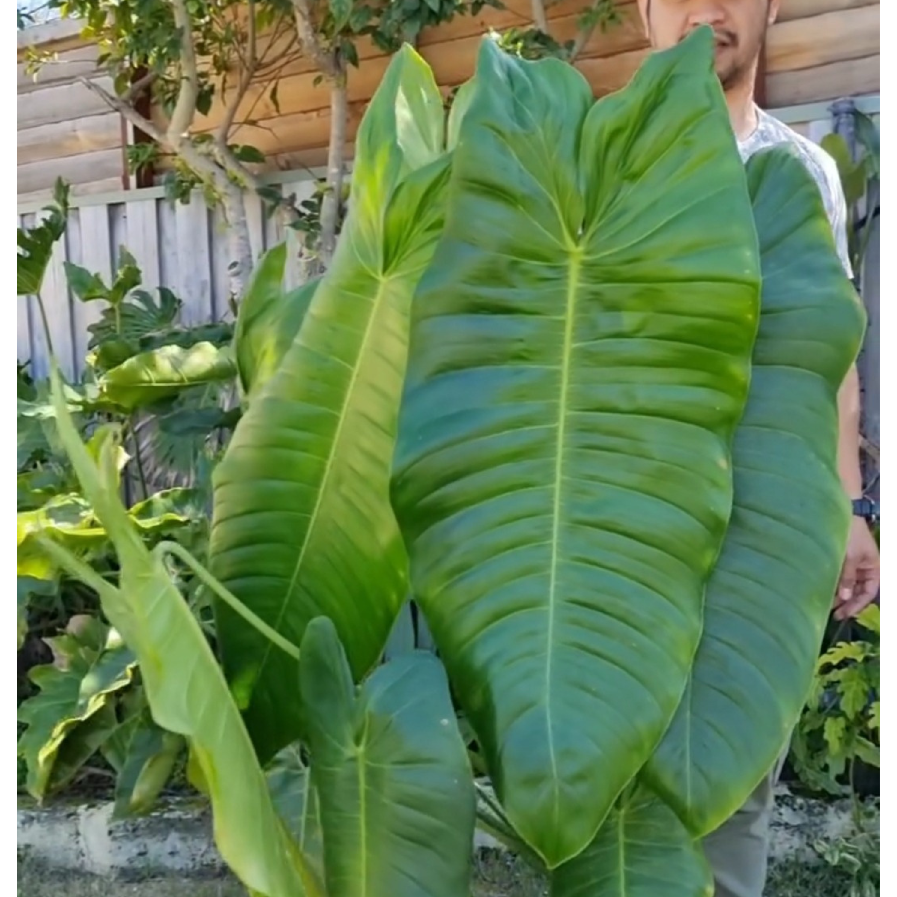 Philodendron sharoniae フィロデンドロン シャロ二アエ 抜き苗にて