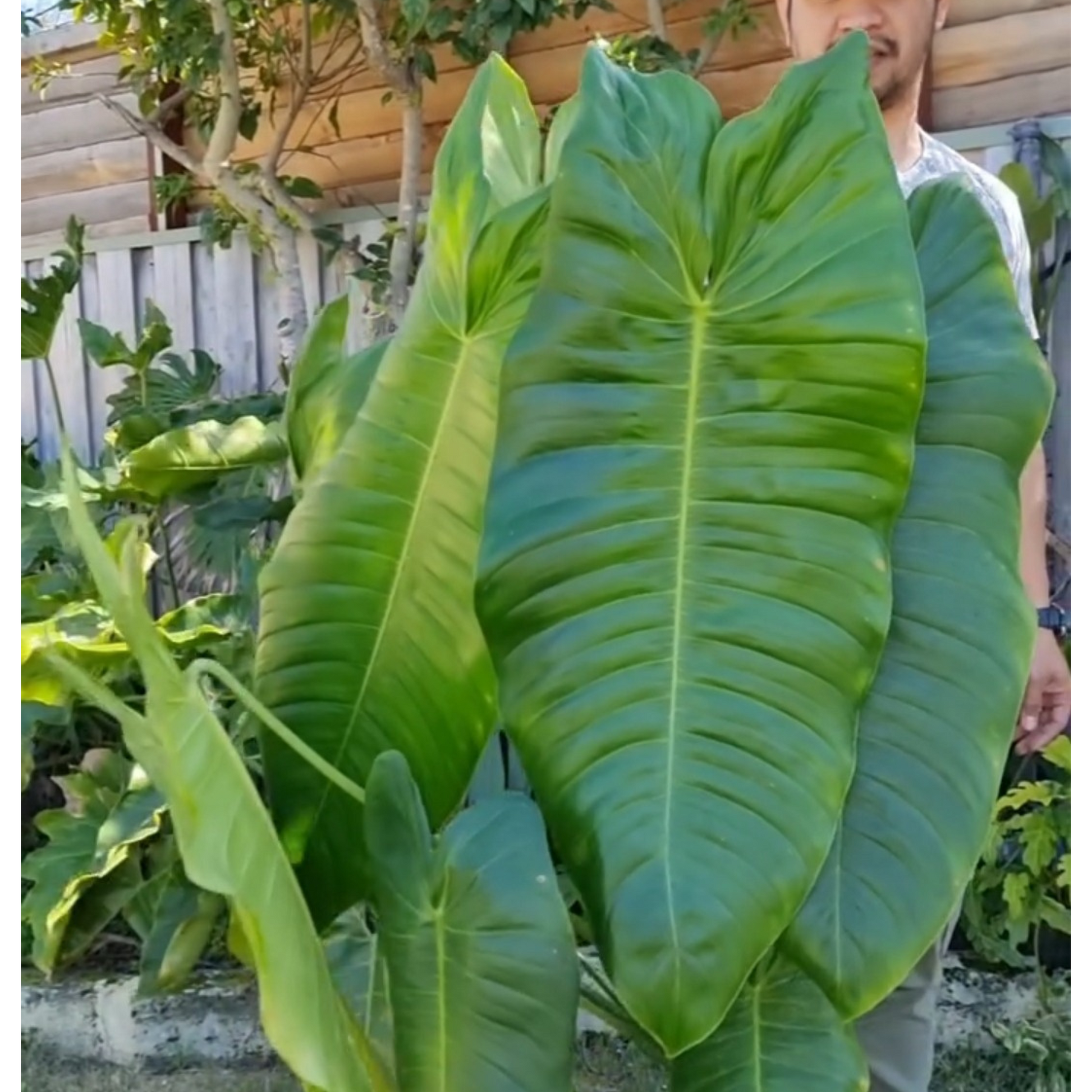 rare Philodendron sharoniae for sale in Perth Australia