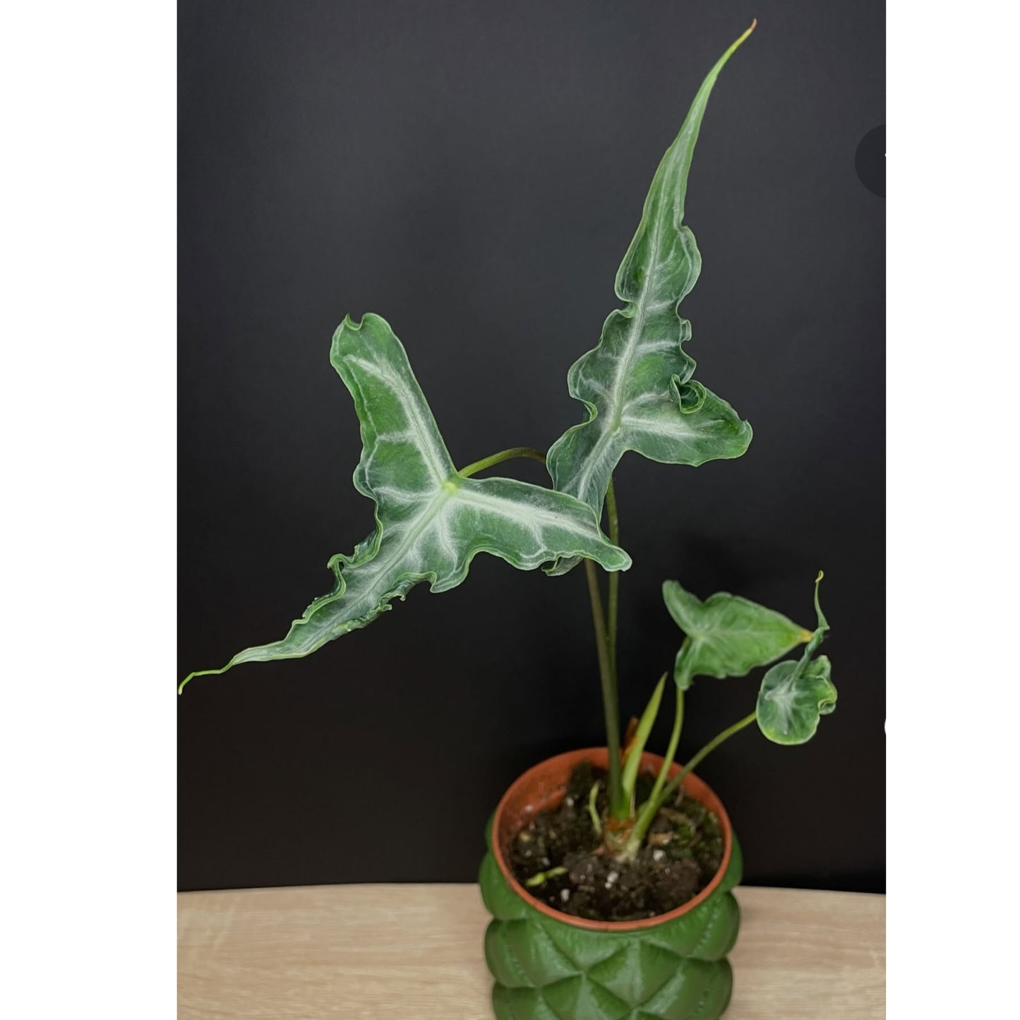 Alocasia teletubbies