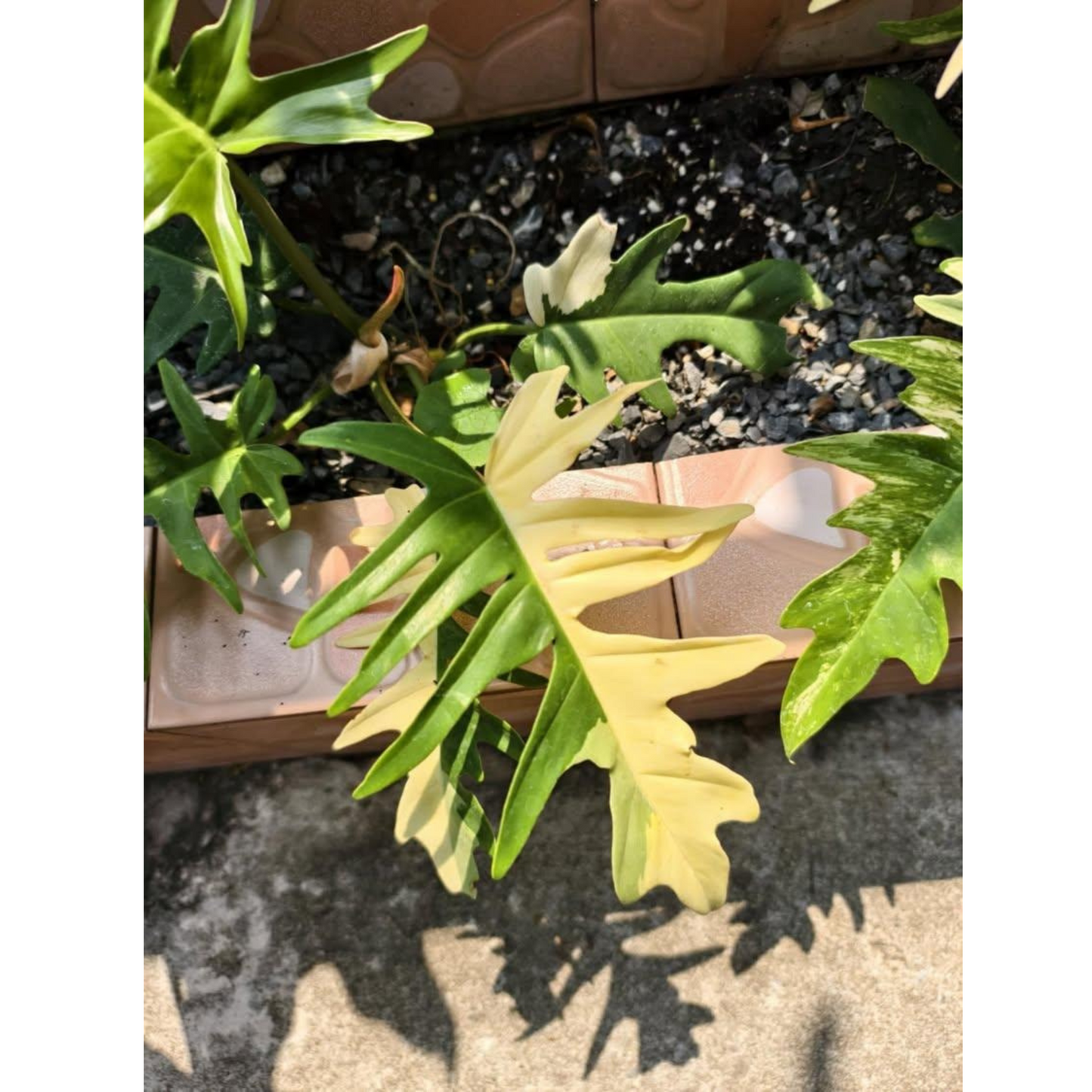 Philodendron Florida Beauty x P. tortum Variegated