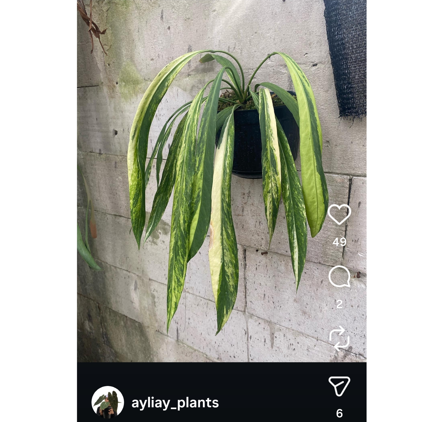 Anthurium vittariifolium Variegated