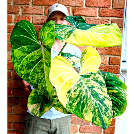 Philodendron gloriosum Aurea Variegated