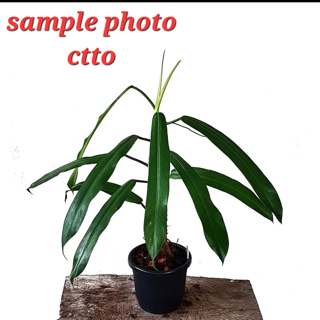 rare Philodendron bonifaziae for sale in Perth Australia