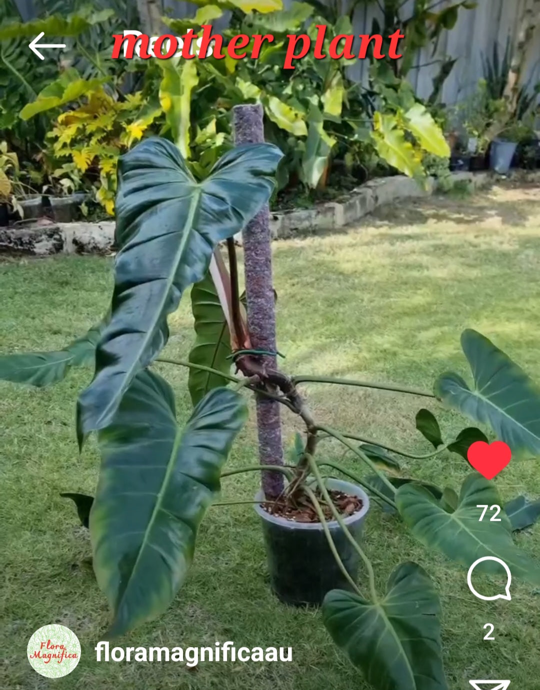 rare Philodendron bernardopazzi for-sale-in-Perth-Australiarare Philodendron bernardopazzi for-sale-in-Perth-Australia