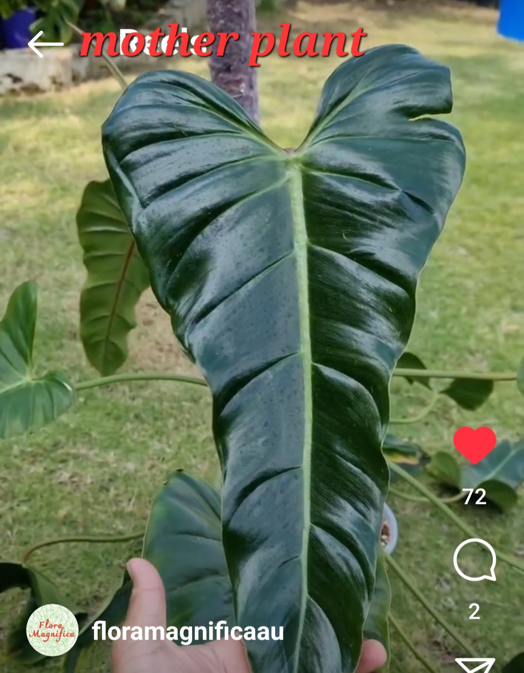 rare Philodendron bernardopazzi for-sale-in-Perth-Australia