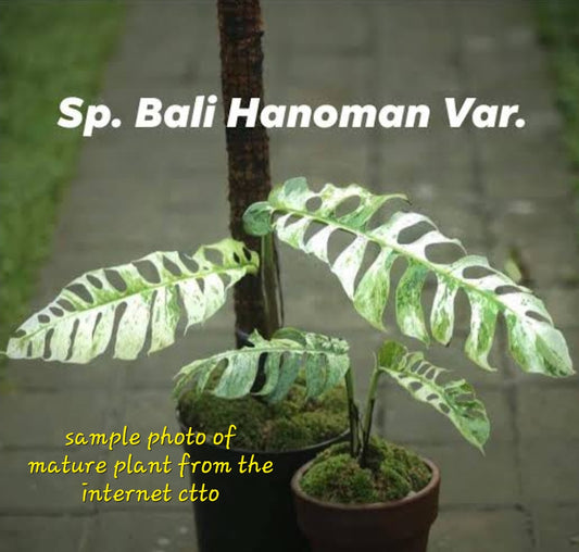 rare Epipremnum pinnatum Marble sp Bali Hanoman for sale in Perth Australia