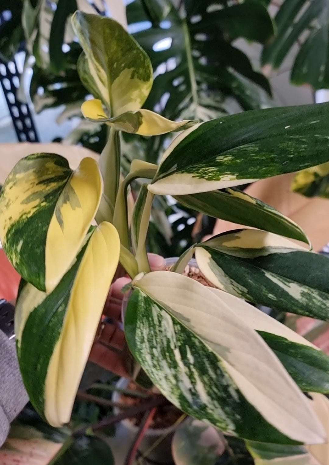 rare Monstera standleyana aurea variegated for sale in Perth Australia