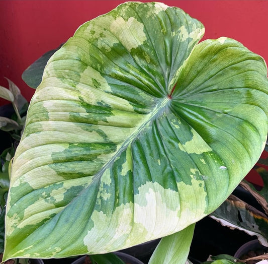 Philodendron plowmanii Variegated