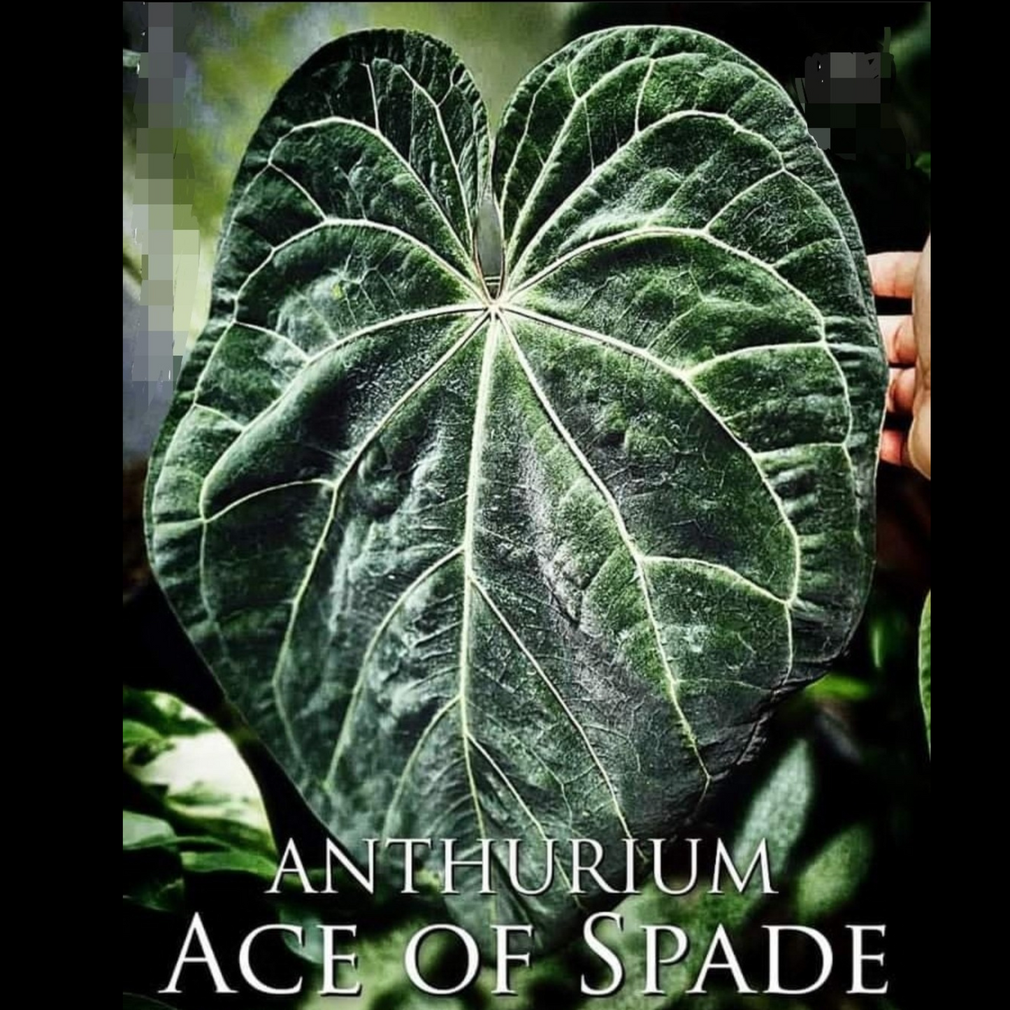 rare Anthurium Ace of Spades for sale in Perth Australia