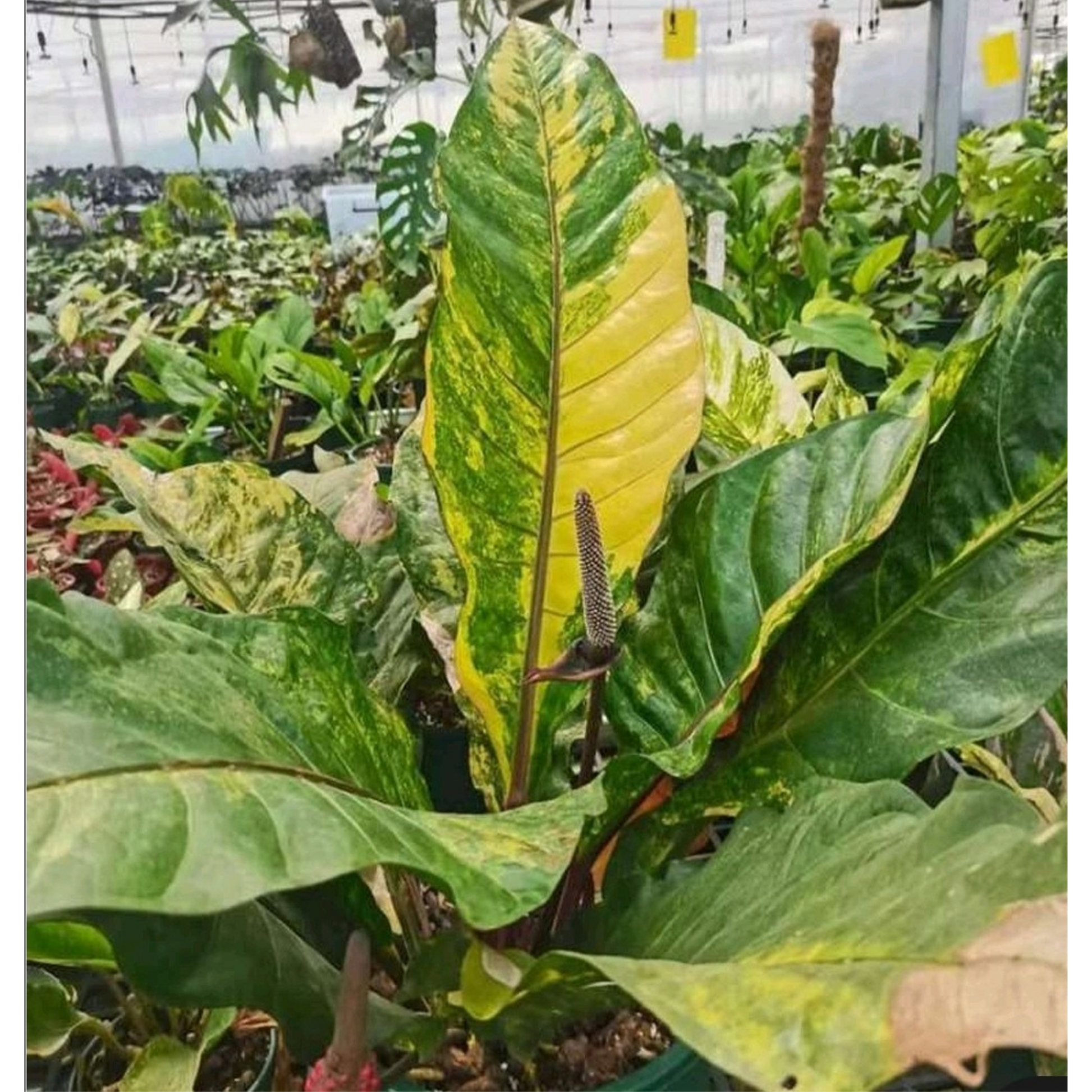 rare Anthurium hookerii Variegated for sale in Perth Australia