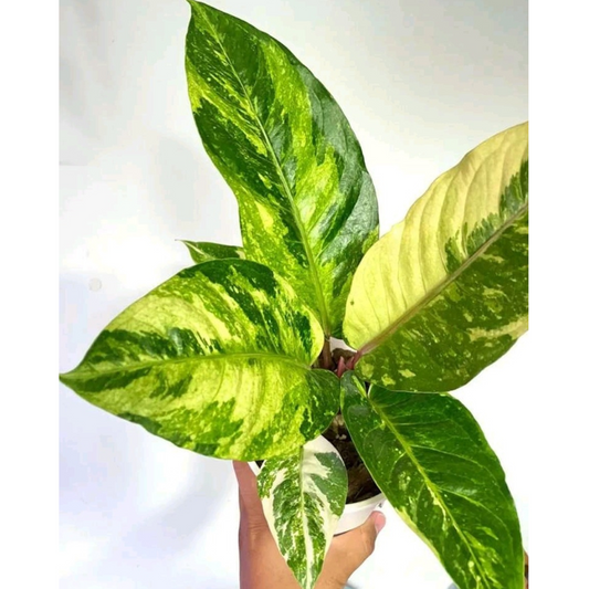 rare Anthurium hookerii Variegated for sale in Perth Australia